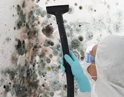 Reliable Whitehouse, TX Mold Removal Solutions